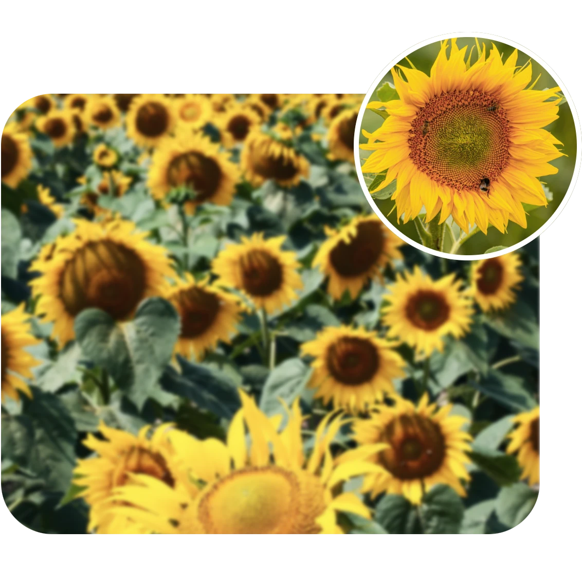 fix blurry sunflower video and enhance details using clipfly ai video enhancer