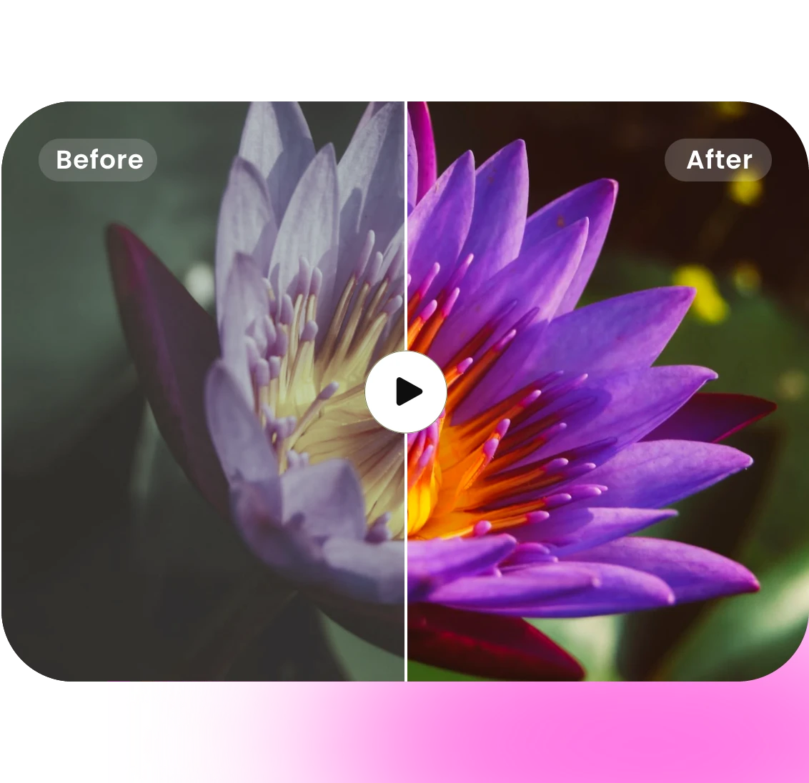 enhance video color contrast of a purple flower using clipfly video enhancer