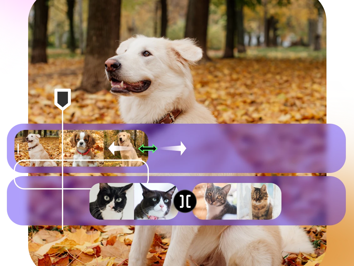 trim and rearrange videos of pets to make a engaging video