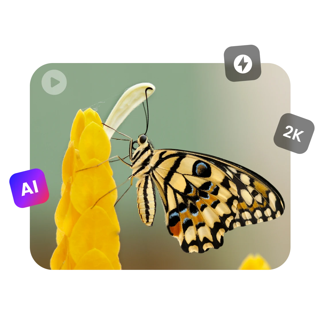 easy and fast to create a high qualitu video featuring a butterfly with clipfly ai video creator