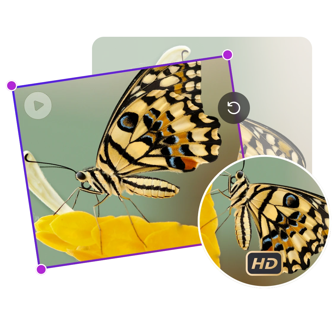 Rotate a picture of a yellow and black butterfly without losing quality