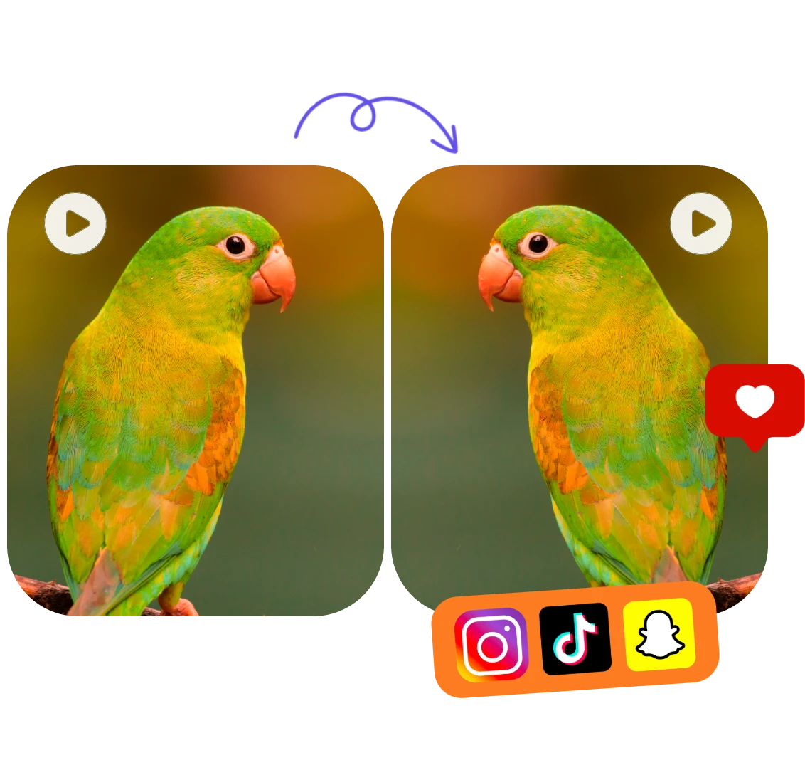 using clipfly to flip a video of two parrots and share it on social media