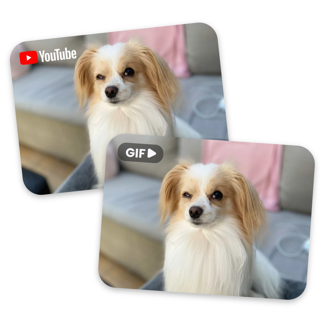 Transform a youtube dog video's format to GIF