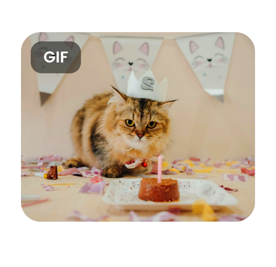 Cat with a hat blowing out candles GIF