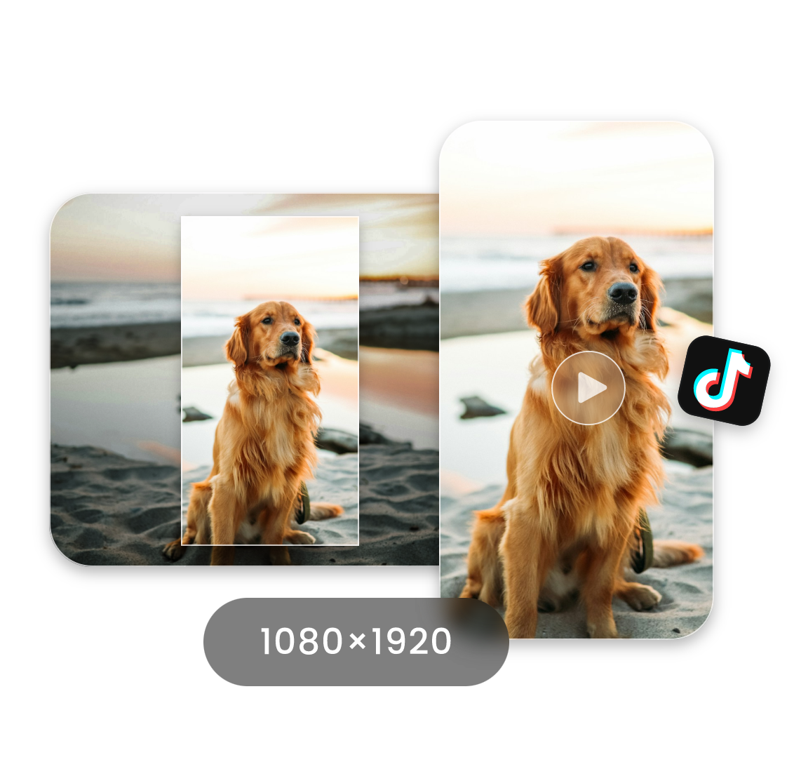 resize a short video of a dog for tiktok