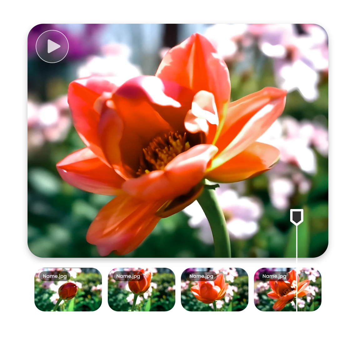 Upload pictures of flowers blooming taken at fixed times  to time lapse video creator