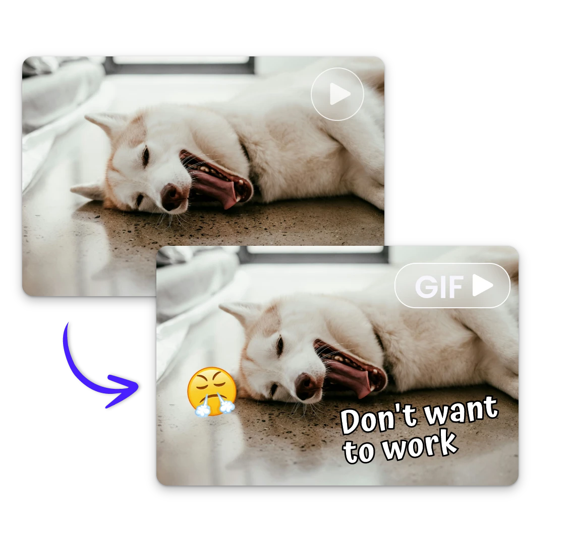 Add emojis and text to a video of a Samoyed lying on the floor to create a meme