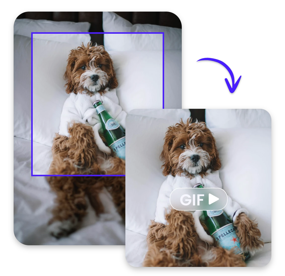 Crop a gif of a dog holding a wine bottle with meme gif resizer